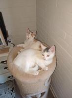 2 lieve kittens katers, Dieren en Toebehoren, Kater, Kortharig