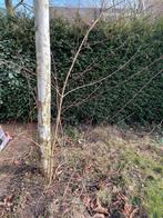 Kornoelje boom, Tuin en Terras, Overige soorten, Lente, 100 tot 250 cm, Ophalen