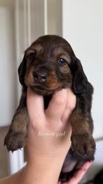 Teckel puppies longhair, Dieren en Toebehoren, Honden | Teckels en Dashonden, 8 tot 15 weken, Langhaar, Meerdere, Meerdere dieren