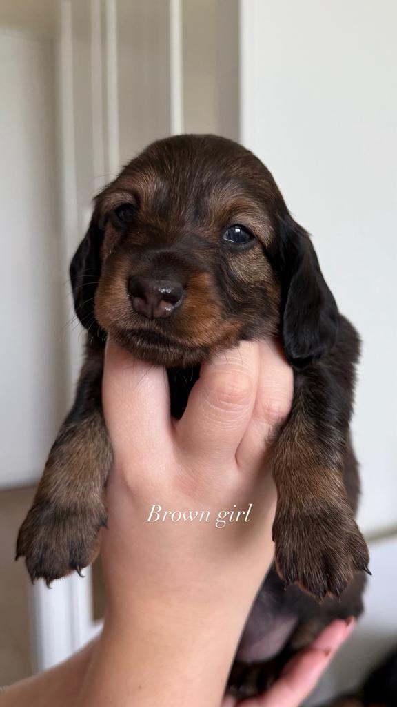 Teckel puppies longhair, Dieren en Toebehoren, Honden | Teckels en Dashonden, Meerdere dieren, Langhaar, Standaard, Particulier