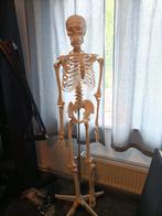 Anatomisch skelet, Diversen, Schoolbenodigdheden, Ophalen, Zo goed als nieuw
