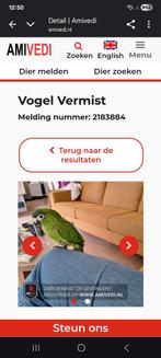 Vermist roodschouder ara., Dieren en Toebehoren, Vermiste en Gevonden Dieren, Vogel