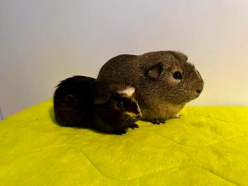 Cavia’s ter adoptie beer beschikbaar voor biedingen