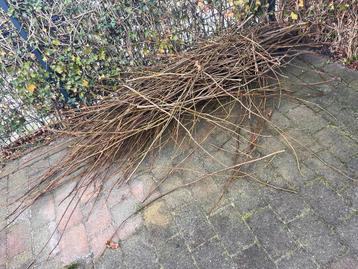 gratis grote hoeveelheid plataan takken tot +2 meter lang