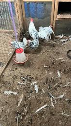 Bonte leghorn groot type, Dieren en Toebehoren, Pluimvee, Meerdere dieren, Kip