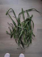 Lepismium Cruciforme red tip Rhipsalis, Bloeiende kamerplant, Ophalen, Halfschaduw, Minder dan 100 cm