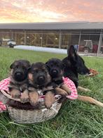 2 reutjes te koop!, Reu, 8 tot 15 weken, Meerdere, Herder