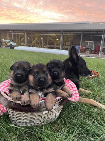 2 reutjes te koop! beschikbaar voor biedingen