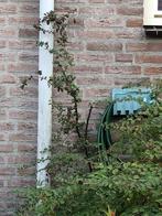 COTONEASTER struik 13 jr. 1,8 meter in grote pot € 59, Tuin en Terras, Overige soorten, Struik, Ophalen, 100 tot 250 cm