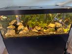 COMPLEET AQUARIUM 600L, Dieren en Toebehoren, Vissen | Aquaria en Toebehoren, Ophalen of Verzenden, Zo goed als nieuw, Gevuld zoetwateraquarium