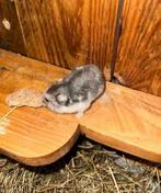 Lief klein baby dwerghamstertje, Dieren en Toebehoren, Hamster, Juni, Vrouwelijk, Tam