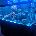 Inhoud zeeaquarium sps lps koraal lederkoraal, Ophalen