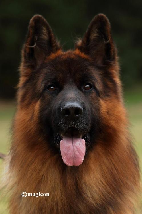 Mooie Duitse Herder langstokhaar dekreu met FCI stamboom, Dieren en Toebehoren, Honden | Dekreuen, Reu, Fokker | Hobbymatig, Eén hond