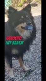 Lief hondje zoekt baasje, Dieren en Toebehoren, Hondenhokken, Ophalen of Verzenden