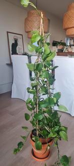 Epipremnum Scindapsus 140 cm hoog! Kamerplant, Huis en Inrichting, Kamerplanten, Ophalen, 100 tot 150 cm, Overige soorten, Halfschaduw
