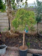 Chamaecyparis pisifera

 Op stam 120cm, Tuin en Terras, Planten | Bomen, Ophalen, Volle zon, Overige soorten