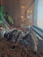 Tliltocatl albopilosus krulhaar vogelspin, Dieren en Toebehoren, Spin of Schorpioen