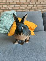 Gratis Konijn / Rabbit "Tan Rabbit", Dieren en Toebehoren, Konijnen, Mannelijk