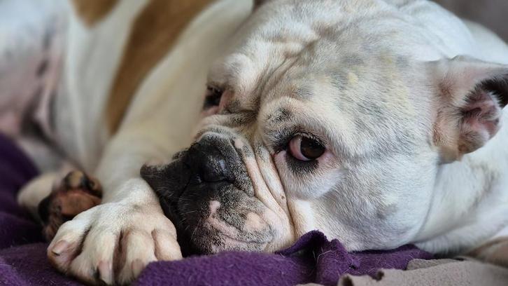 Gezocht lieve Oppas, Dieren en Toebehoren, Honden-accessoires, Ophalen of Verzenden