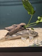 Harnasmeerval (Hyphostomus plecostomus), Vis, Zoetwatervis