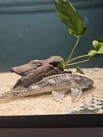 Harnasmeerval (Hyphostomus plecostomus) beschikbaar voor biedingen