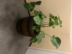 retro vintage mid century ton vat pot bak plantenpot, Tuin en Terras, Overige materialen, Rond, Binnen, 40 tot 70 cm