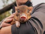 Bonte minivarkens | Tamme biggen van varkens, minivarken, Dieren en Toebehoren, Schapen, Geiten en Varkens, Meerdere dieren, Schaap