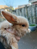 3 tamme baby hangoorkonijntjes te koop!, Dieren en Toebehoren, Konijnen, Geslacht onbekend, Dwerg