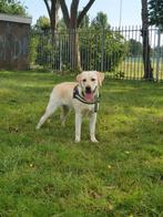 Oppasadres zorgadres 😁Golden retriever / Labrador 8 maanden, Dieren en Toebehoren, Honden | Bulldogs, Pinschers en Molossers