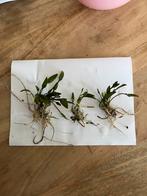 Cryptocoryne parva aquariumplant – compacte bodembedekker, Dieren en Toebehoren, Vissen | Aquaria en Toebehoren, Ophalen of Verzenden