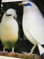 Te koop, Dieren en Toebehoren, Vogels | Overige Vogels, Geringd