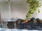 Jonge platy mix ( +/- 20 stuks), Vis