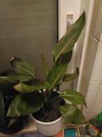 Strelitzia Reginae - Paradijsvogelbloem, Ophalen of Verzenden, Halfschaduw, Minder dan 100 cm