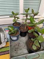 planten, Tuin en Terras, Planten | Tuinplanten, Overige soorten, Vaste plant, Ophalen of Verzenden, Bloeit niet