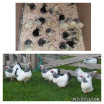❤15 hele mooie wyandotte kriel kuikens zwartwit /  kippen❤ beschikbaar voor biedingen