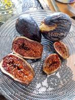 Vijgenboom 2 meter hoog 4 jaar oud, Ophalen, Lente, Volle zon, In pot