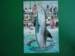(110) Dierenkaart: DOLFIJN / Dolfinarium Harderwijk, Verzenden, Gelopen