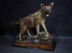 hyena fullmount taxidermy hyena  taxidermy, Ophalen, Gebruikt, Hert, Gewei of Kop