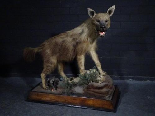 hyena fullmount taxidermy hyena  taxidermy, Verzamelen, Dierenverzamelingen, Gebruikt, Gewei of Kop, Hert, Ophalen