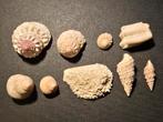 Prachtige fossielen uit Paphos op Cyprus., Ophalen of Verzenden, Fossiel