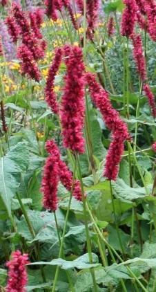 Zaden Persicaria Amplexicaulis 'Fat Domino', Tuin en Terras, Bloembollen en Zaden, Zaad, Ophalen of Verzenden