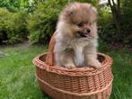 Pomeranian Spitz pups, pedigree FCI/LKD, Dieren en Toebehoren, Particulier, 15 weken tot 1 jaar, Buitenland, Meerdere