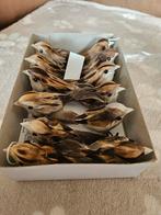 Doosje met 12 vogeltjes ( nieuw, Diversen, Kerst, Ophalen of Verzenden, Nieuw