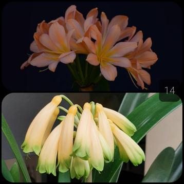 Clivia plantje kruising Pink Peach Bonny x Gardinii Yellow beschikbaar voor biedingen
