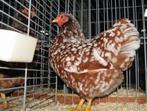 Gezocht verschillende kleuren Wyandottes, Meerdere dieren, Kip