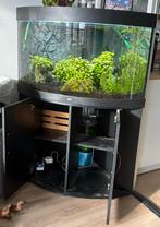 Juwel aquarium Trigon 190 complete set + kast & accessoires, Dieren en Toebehoren, Vissen | Aquaria en Toebehoren, Ophalen, Zo goed als nieuw