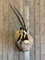 Prachtig oryx preparaat, Ophalen, Nieuw, Wild dier, Opgezet dier