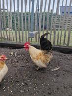 Serama Haan, Tom zoekt zijn dames, Dieren en Toebehoren, Pluimvee, Mannelijk, Kip