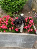 Prachtige pomsky/toypoedel pups unieke combinatie!!, Dieren en Toebehoren, Honden | Chihuahua's en Gezelschapshonden, 8 tot 15 weken