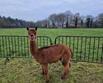 alpaca merrie, Dieren en Toebehoren, Overige Dieren, Juni, Vrouwelijk